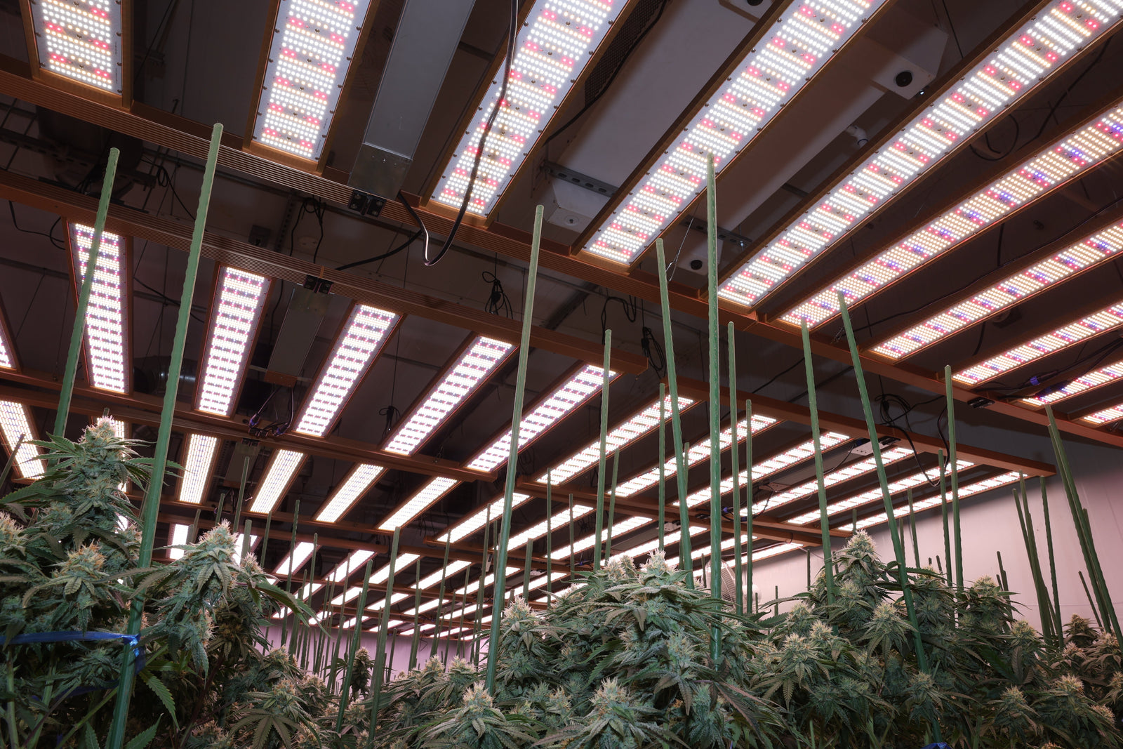 Sustainability Spotlight: Reducing Energy Use with LEDs
