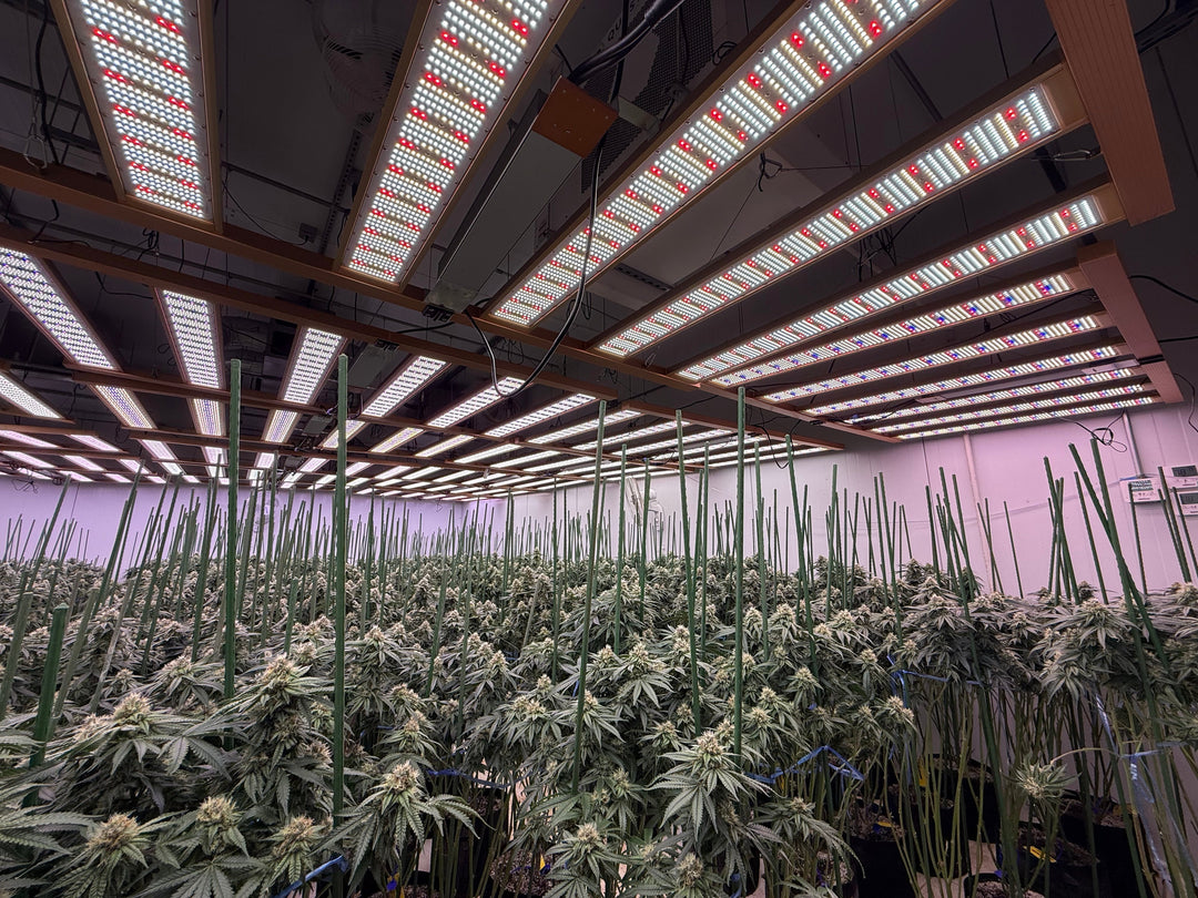 How LED Lighting is Transforming Indoor Crop Production